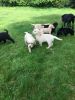 Lovely Labrador Retriever puppies for sale