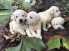 Light Yellow Labrador Pups