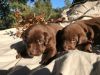 Chocolate Labrador Retriever Pups