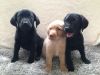 5 Kc Registered Labrador Puppies