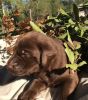 Chocolate Female Pup