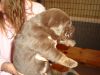 Chocolate male AKC Labrador Retriever puppy