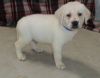 AKC Labrador Retriever Puppies For Sale Now