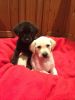 Labradors pups ready for their forever loving family