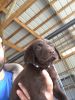 Chocolate akc Labrador retrievers
