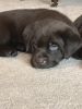 AKC Chocolate Lab Puppies for sale