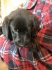 AKC English Labrador puppies; 9 weeks