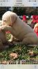Cream White Labrador Pups for Christmas