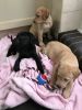 Labrador Retrievers Puppies for sale