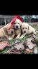 Yellow Labrador Retreiver Pups Available Now