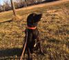 9 Month Old Obedience Trained Male Labrador Retriever