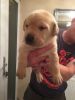 I have 3 female and 2 male Labrador Retriever Puppies ready for their