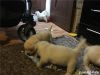 Precious Labrador Retriever Puppies for sale