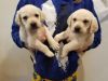 AKC Lab puppies ready for new homes