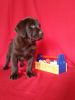 Quality Lab Puppies Available TODAY