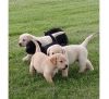 Labrador Retrievers Puppies Available