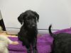 Black Standard Labradoodle Puppies Ready Now,text or call (402) 295-50