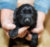 AKC Black Labrador Puppies