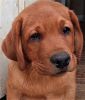 Reduced Price!!! Gorgeous Fox Red/Yellow English Labrador Male Puppies