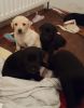ghb Labrador Retriever Puppies for sale