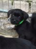 AKC Registered Labrador Retrievers Puppies