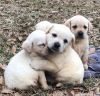 AKC Registered Yellow Labrador Pups