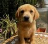 We have a beautiful litter of Labrador Retriever puppies for adoption