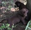 Home trained Purebred Labrador Retriever Puppies