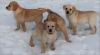 Akc Labrador retriever puppies