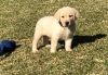 Gorgeous Labrador Retriever puppies For Sale