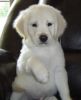 Labrador Puppies- AKC registered