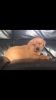 Fox Red Labrador Puppies For Sale (good Hip Score)