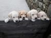 9 Labrador Puppys 2 Yellow Boys And A Girl