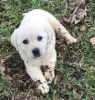 Cream White and Yellow Labradors Pups Available