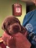 Stocky Silver Lab AKC Puppies