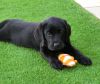 Top Quality **LABRADOR** Puppies Available!!