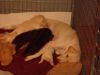 AKC registered Yellow Labrador retriever Female