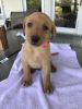 Fox Red Lab Puppies For Sale