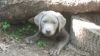 AKC Silver Lab Pups for Sale