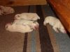 AKC Yellow/White Labrador Retriever puppies