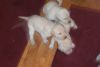 White/Yellow AKC registered Labrador Retriever Puppies