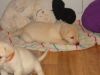 AKC Registered Labrador Retriever Yellow/White Puppies