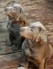 SILVER Lab Puppies of Norwalk, CT