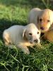 Yellow Male and Female Labrador Pups Available Now