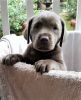 AKC Silver Labrador Retriever Pup