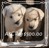 AKC Reg Lab Pups Yellows