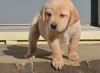 Healthy Labrador Retriever Puppies text (xxx) xxx-xxx7