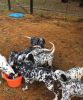 House trained Dalmatian puppies