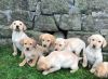 KC reg Labrador puppies Golden/Fox Red