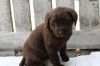 Christmas Chocolate Labrador Retriever Puppies text (xxx) xxx-xxx7